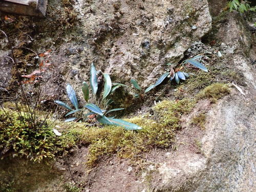 Elaphoglossum metallicum