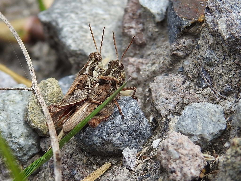 Baeacris punctulata