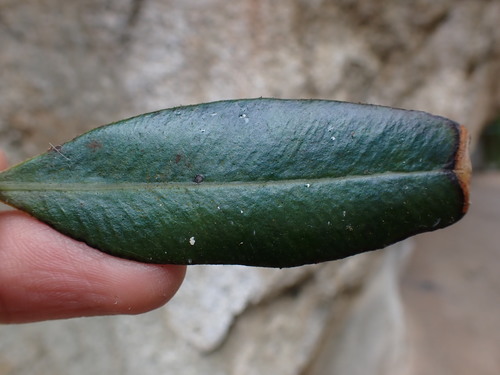 Elaphoglossum metallicum, photograph 1