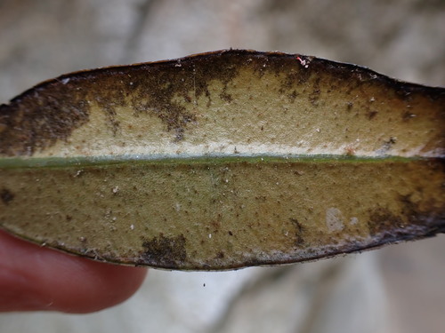 Elaphoglossum metallicum, photograph 2