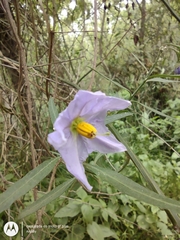 Solanum amygdalifolium
