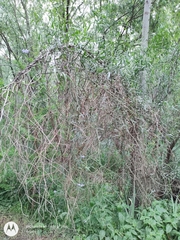 Solanum amygdalifolium