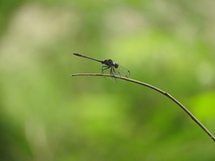 Dythemis