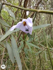 Solanum amygdalifolium