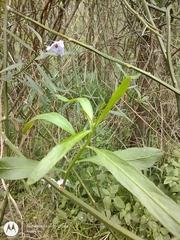 Solanum amygdalifolium