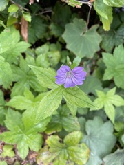 Geranium nodosum