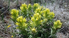 Castilleja citrina