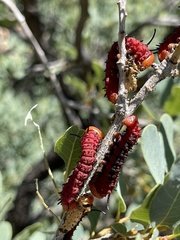 Anisota oslari