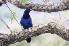 Cyanocorax caeruleus