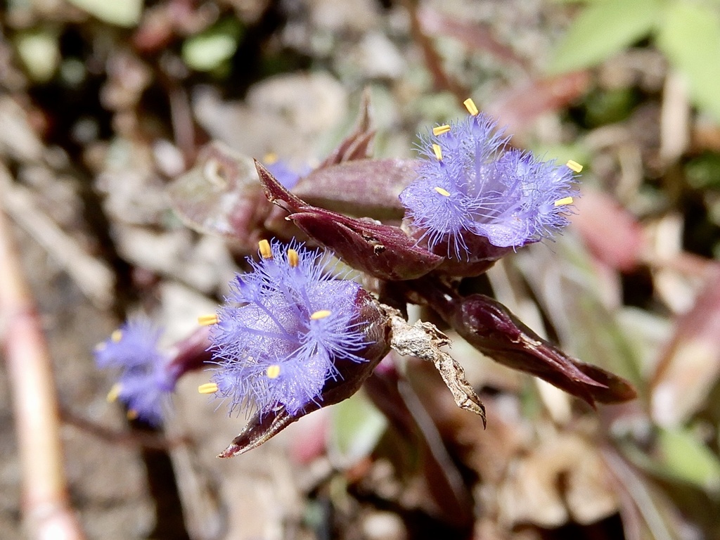 Cyanotis arachnoidea (Cyanotis arachnoidea)