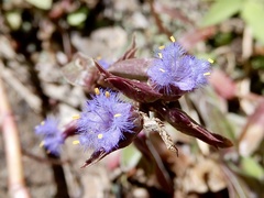 Spiderwort (Cyanotis arachnoidea)