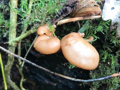 Lentinellus cochleatus