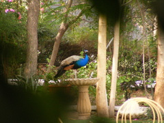 Pavo cristatus