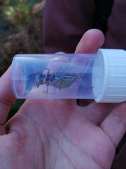 Lluciapomaresius stalii