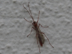 Ophion obscuratus
