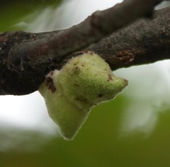 Callirhytis quercusventricosa