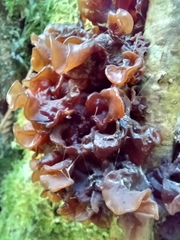 Phaeotremella frondosa