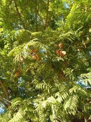 Magnoliopsida