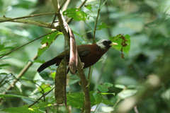Turdoides atripennis bohndorffi