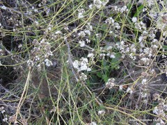 Gypsophila struthium