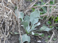 Cynoglossum cheirifolium