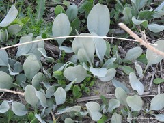 Cynoglossum cheirifolium
