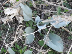 Cynoglossum cheirifolium
