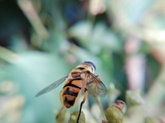 Myathropa florea