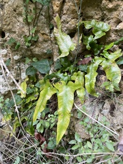 Asplenium sagittatum