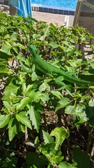 Iguana iguana