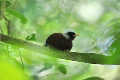 Turdoides atripennis bohndorffi