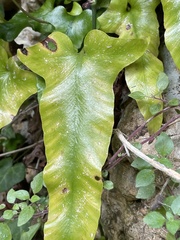 Asplenium sagittatum