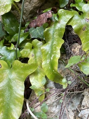 Asplenium sagittatum