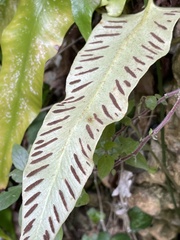 Asplenium sagittatum