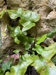 Asplenium sagittatum