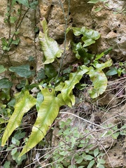Asplenium sagittatum