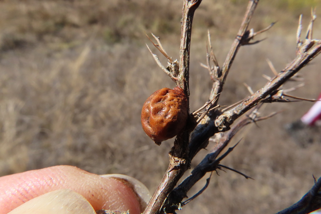 Pea Tree Scale