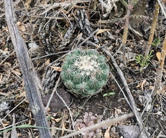 Coryphantha cornifera