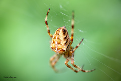 Araneus diadematus