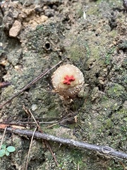 Calostoma ravenelii ravenelii