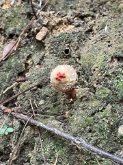 Calostoma ravenelii ravenelii
