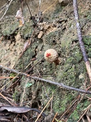 Calostoma ravenelii ravenelii