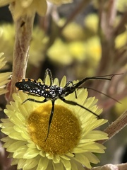 Rhynocoris albopunctatus