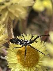 Rhynocoris albopunctatus