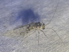 Teliapsocus