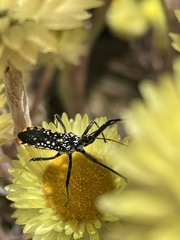 Rhynocoris albopunctatus