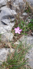 Dianthus ciliatus