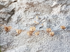 Veronica urticifolia