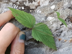 Veronica urticifolia