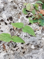 Veronica urticifolia